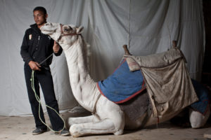 CAIRO, EGYPT - OCTOBER 22 : Camel Jockey, Sameh Sabri-Lemmon 19, at the Sabri Lemmon residence in Nazlet El Samman on October 22, 2011 in Giza, Egypt. (Photo by Kim Badawi/Global Post)