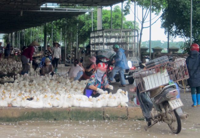 Farmers sell their ducks and chickens at the Ha Vy market outside Hanoi.