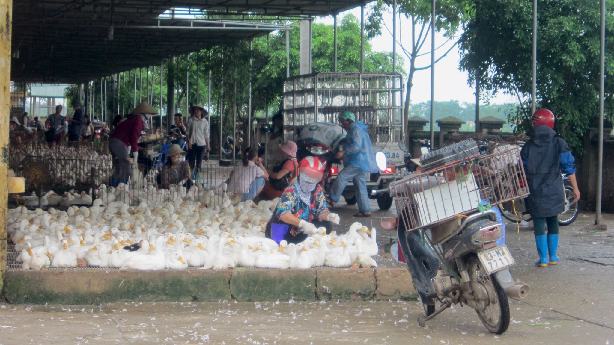 Farmers sell their ducks and chickens at the Ha Vy market outside Hanoi.