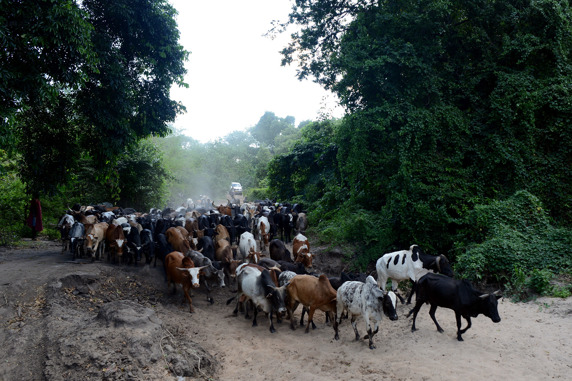 Barabaig herders move cattle from Nambogo market. 