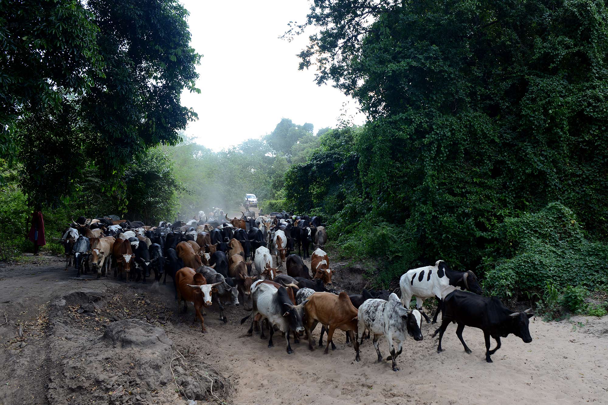Barabaig pastoralists herd cattle to Nambogo Market, where different tribes gather and sell goods like textiles and maize. (Photo by Dana Ullman/GroundTruth)