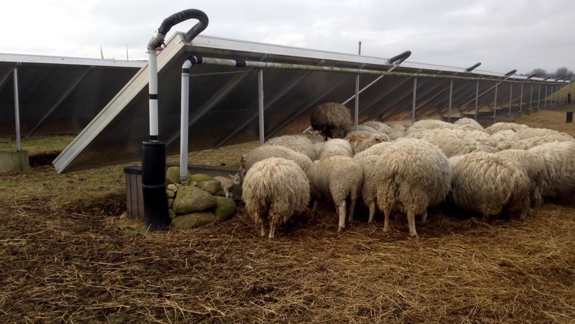 On Ærø, a small island off of Denmark's southern coast, sheep huddle under a row of solar panels in a 33,000 square foot solar field, one of the largest of its kind in the world. (Photo by Charlotte Weiner/GroundTruth)