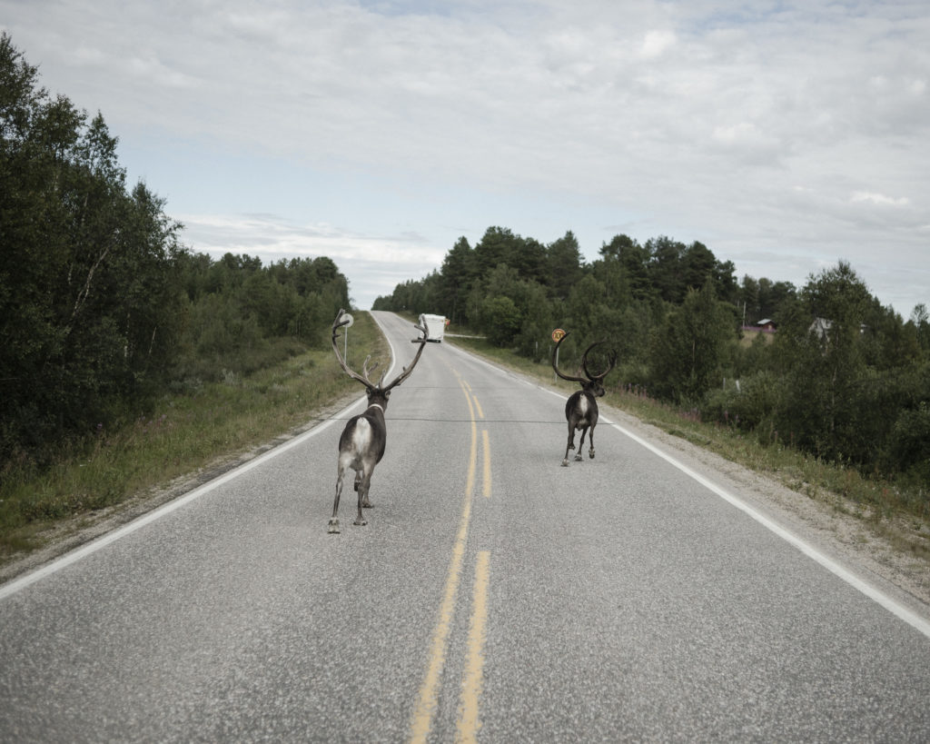 Reindeer crossing the street is not a rare sight driving on the roads in northern Scandinavia. (Camilla Andersen/GroundTruth)