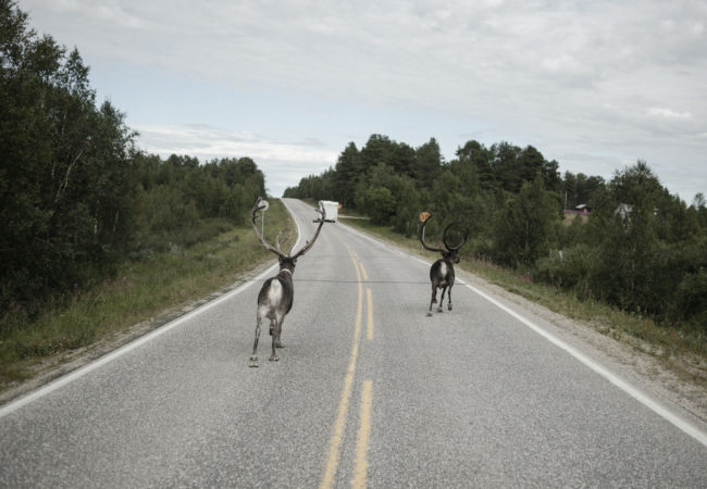 Reindeer crossing the street is not a rare sight driving on the roads in northern Scandinavia. (Camilla Andersen/GroundTruth)