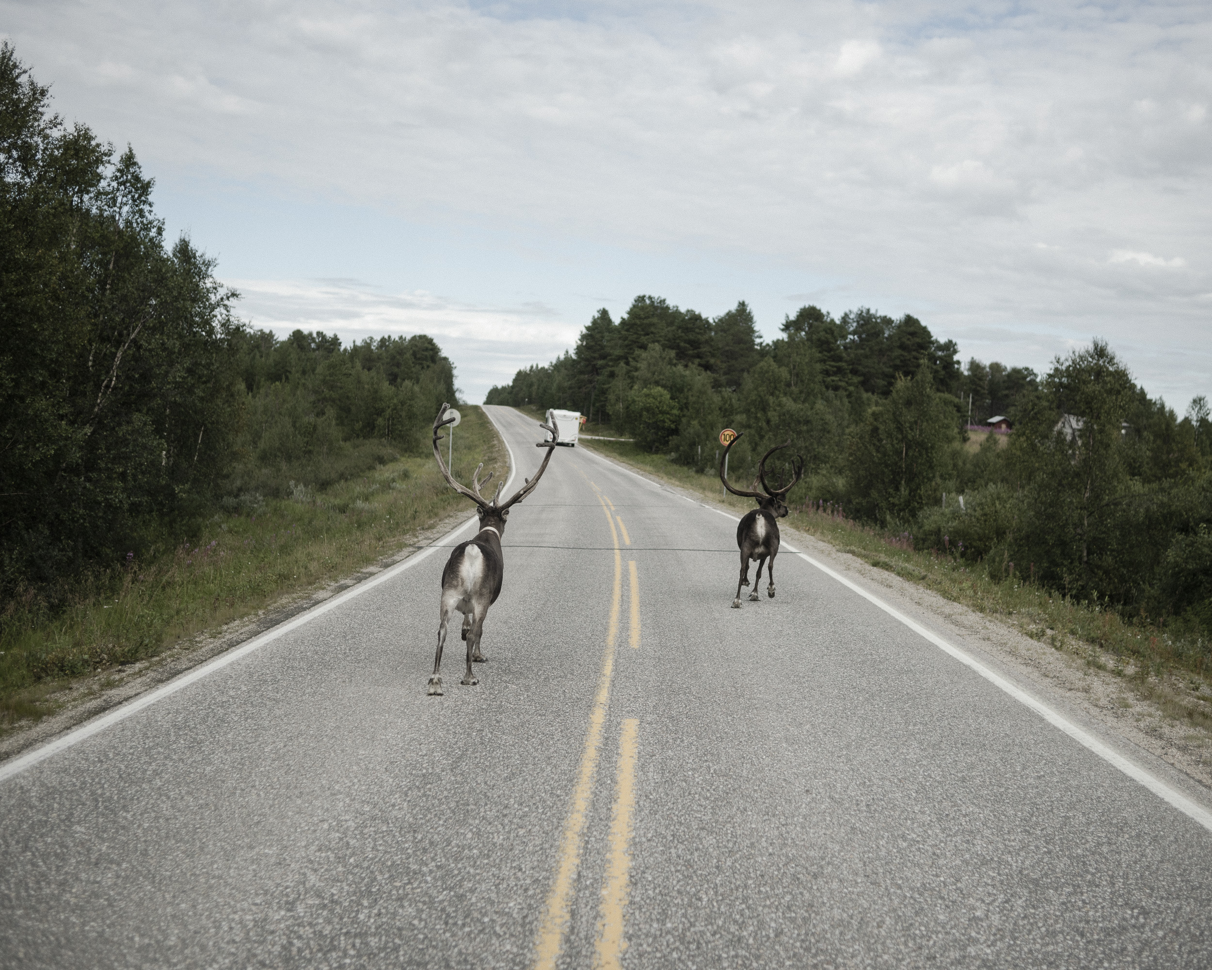 Reindeer crossing the street is not a rare sight driving on the roads in northern Scandinavia. (Camilla Andersen/GroundTruth)