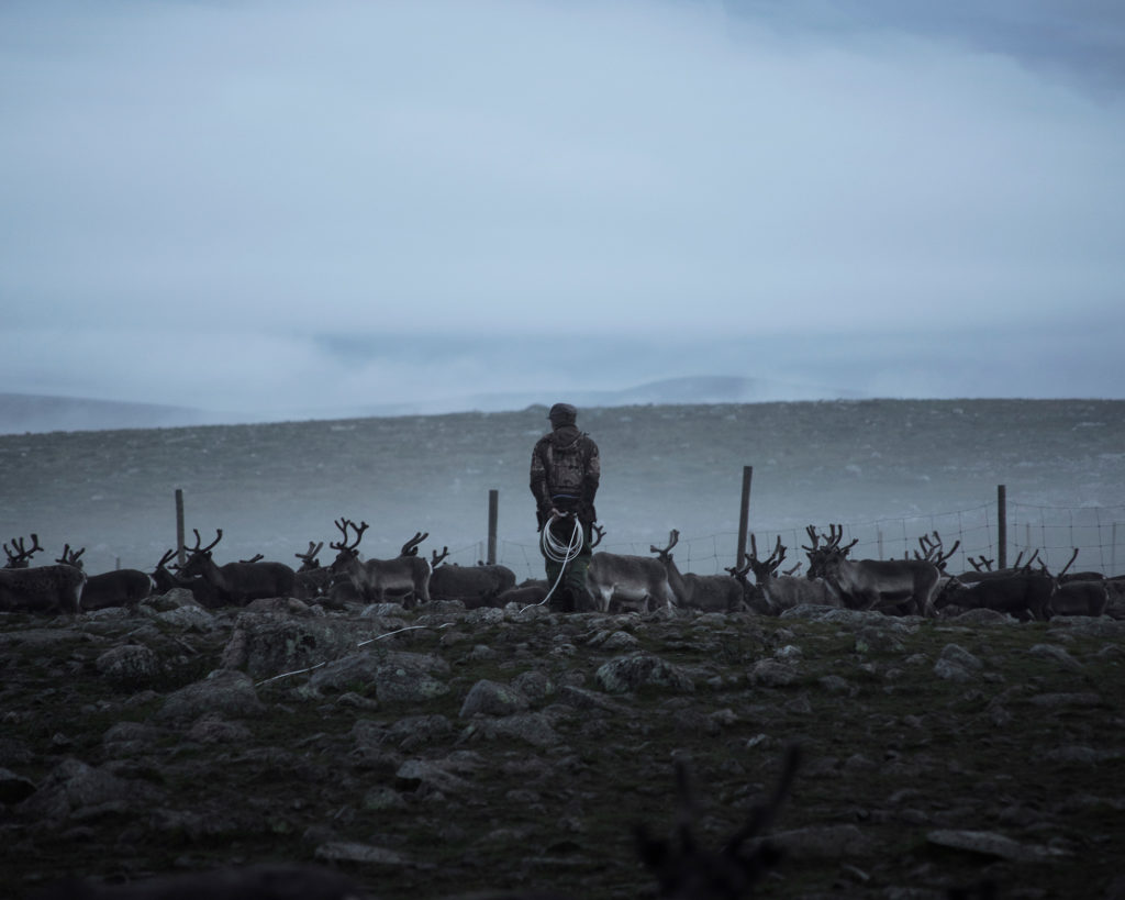 Reindeer herding families gather at this corral in northern Sweden to mark their calves. (Camilla Andersen/GroundTruth)