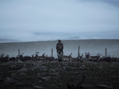 Reindeer herding families gather at this corral in northern Sweden to mark their calves. (Camilla Andersen/GroundTruth)