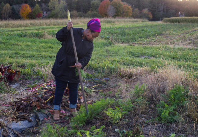 Naima Dhore, 33, works to pull a carrot from her plot of land in Marine on St. Croix, Minn., on Friday, October 13, 2017. (Photo by Brittany Greeson)