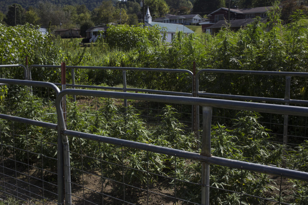 Hemp grown for CBD production and testing is seen at the Robinson Center for Appalachian Resource Sustainability in Quicksand, Ky., on Monday, September 25, 2017. (Photo by Brittany Greeson)