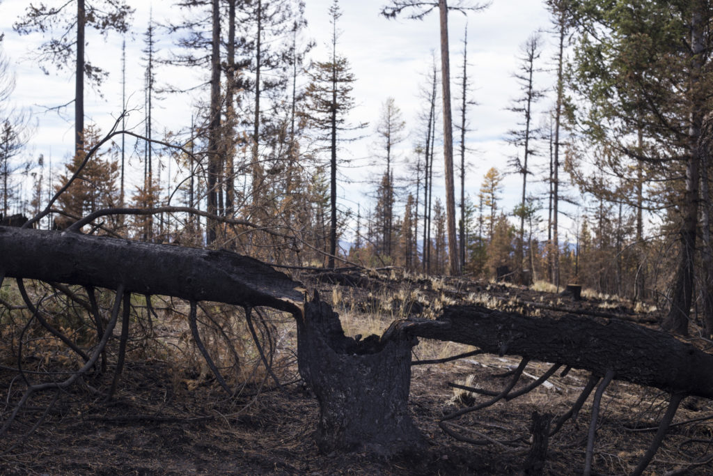 A tree is seen burned and split in half following the Rice Ridge Fire in a forest outside of Seeley Lake, Montana, on Thursday, October 19, 2017. (Photo by Brittany Greeson)