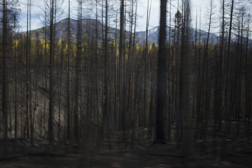 A patch of scorched trees from the Rice Ridge fire are seen just outside of Seeley Lake, Montana, on Thursday, October 19, 2017. (Photo by Brittany Greeson)
