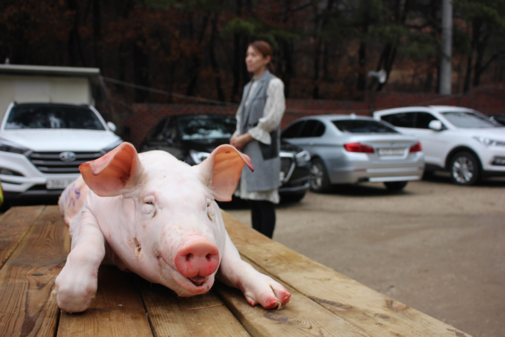 The climax of the ceremony was performed outside, where Choi waited patiently for the pig to be offered. (Miranda Mazariegos/GroundTruth)