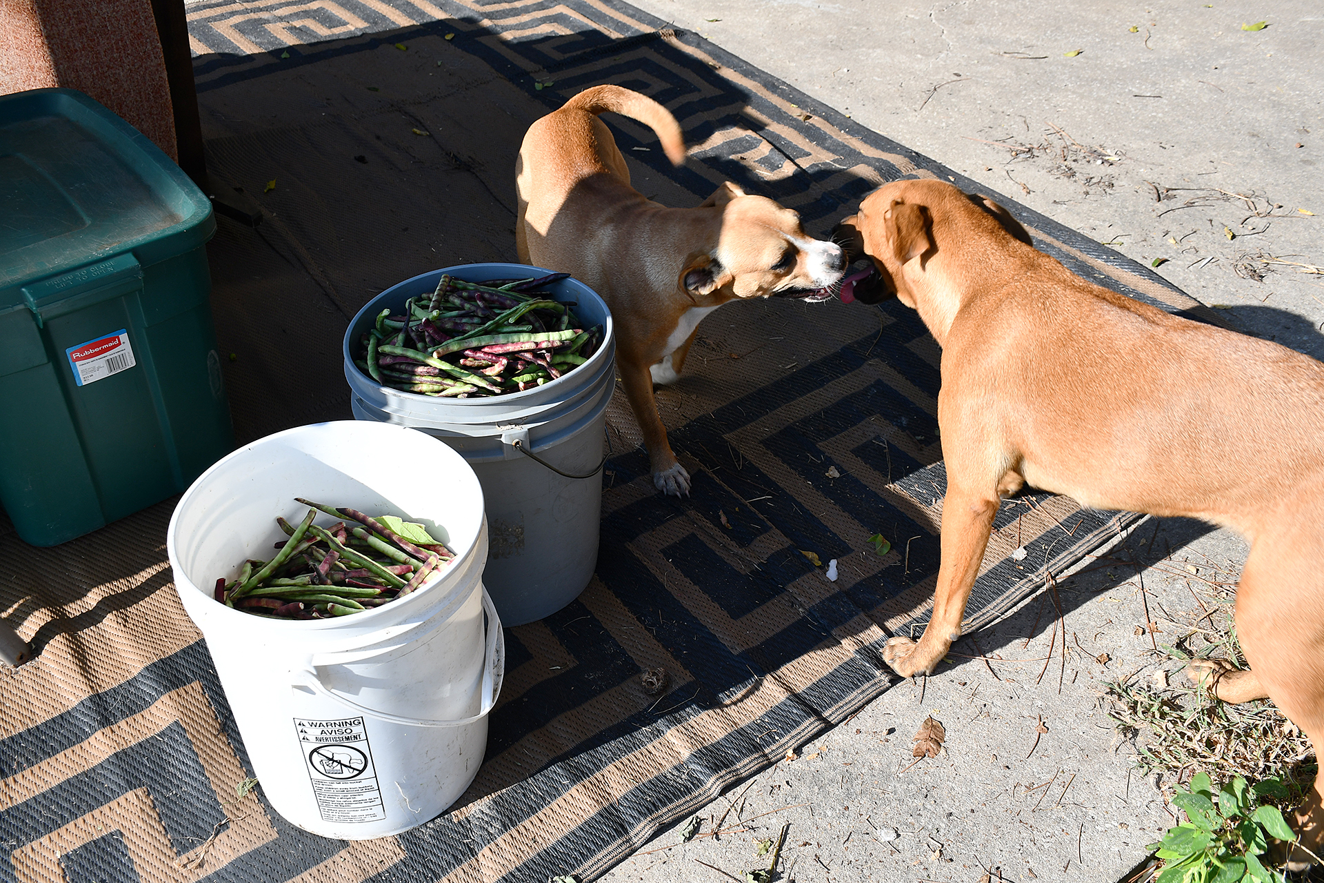 Two dogs, one a puppy, play near buckets of freshly picked peas.