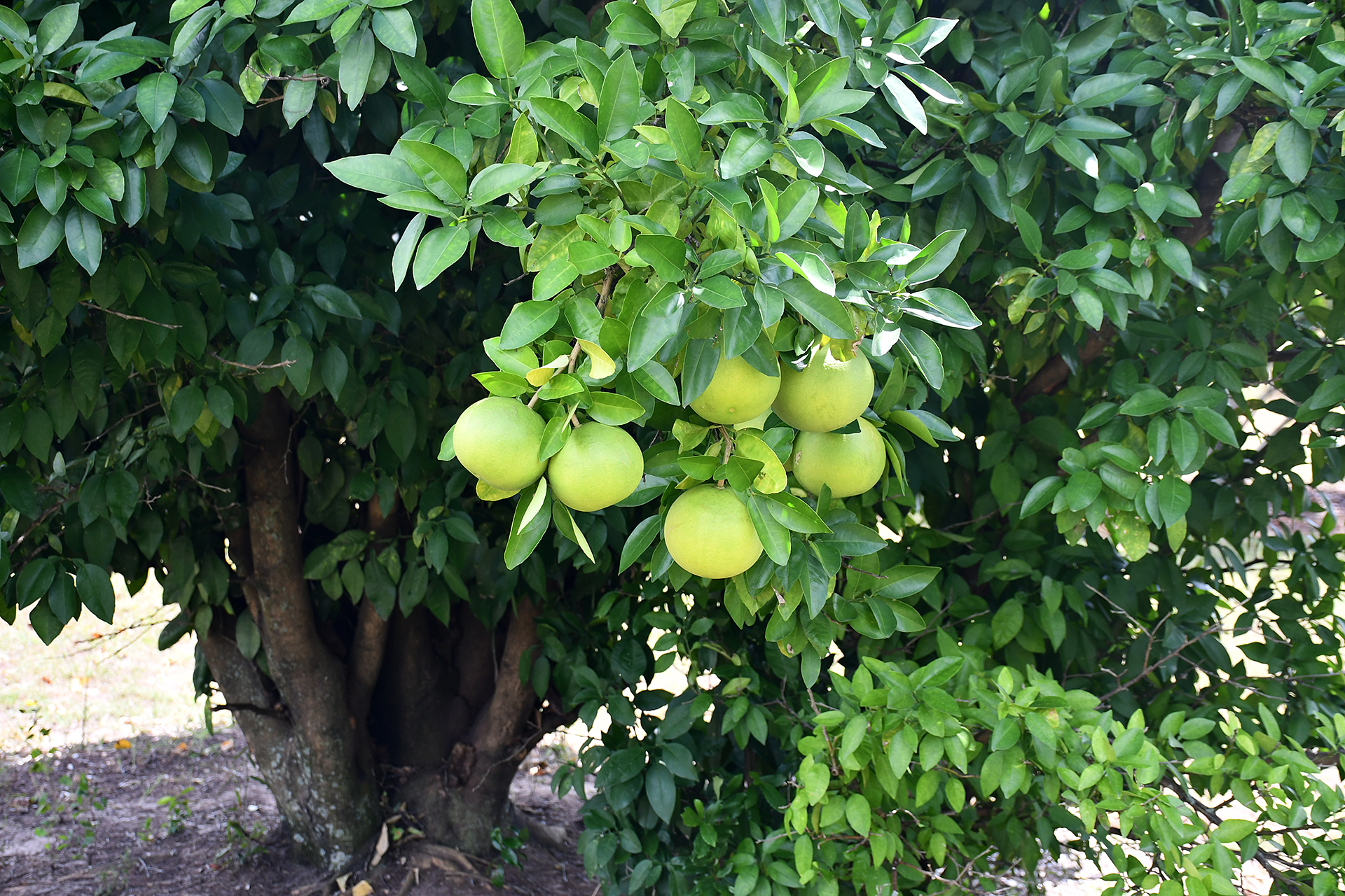 This is a grapefruit tree with green, unripe fruit on it.