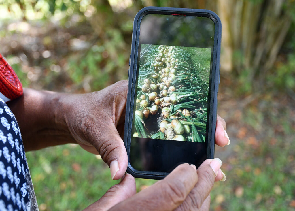 A woman's hands hold a cell phone with a photo of onions on it.